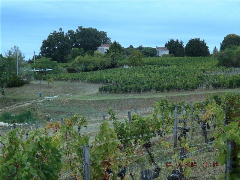 Clos Vieux Rochers Vineyard Puisseguin Buitenkant foto